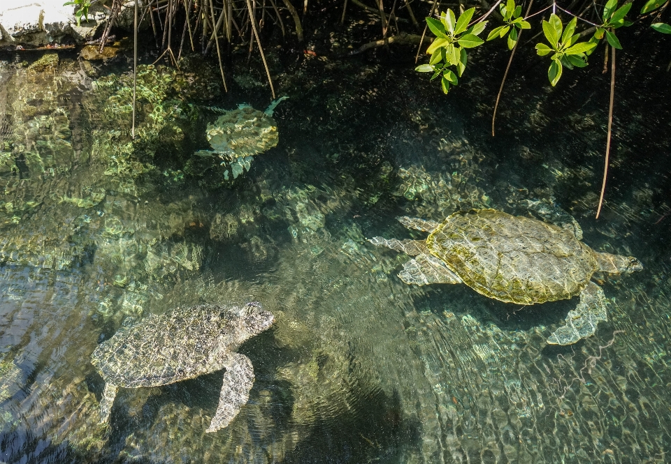 Agua fauna silvestre submarino tropical