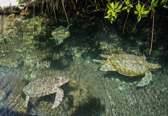 Foto Acqua animali selvatici sott'acqua tropicale