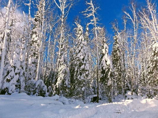 Tree nature forest branch Photo