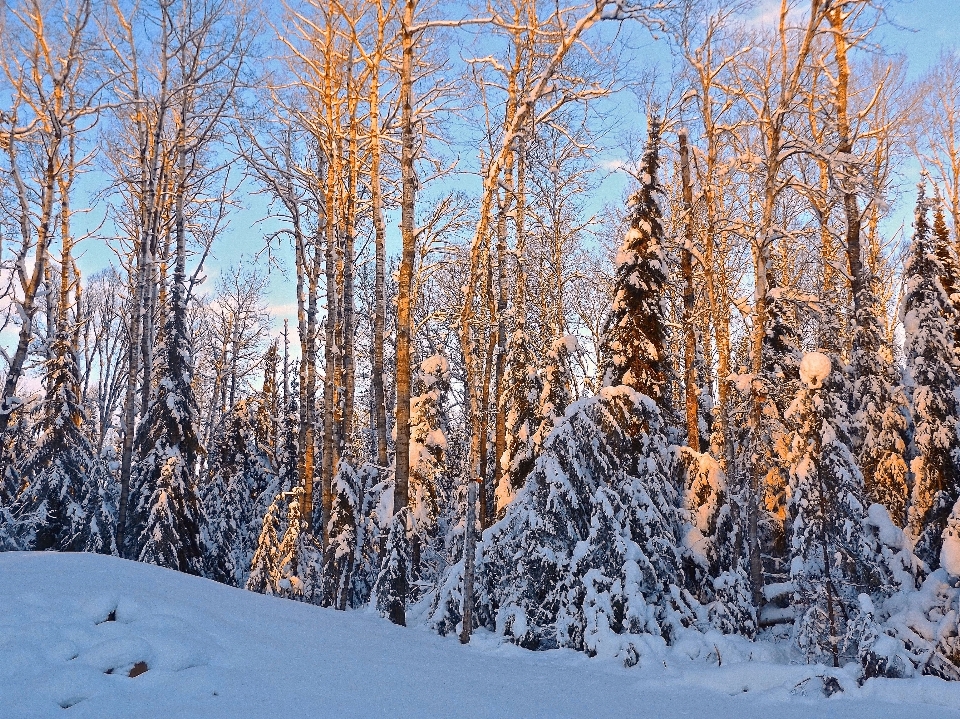 Tree nature forest outdoor