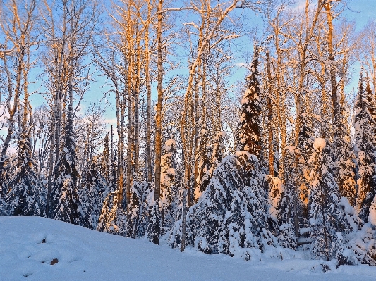 Tree nature forest outdoor Photo