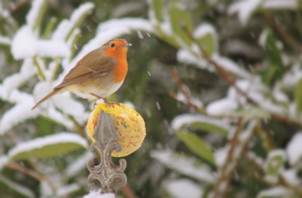 Nature branch snow winter Photo