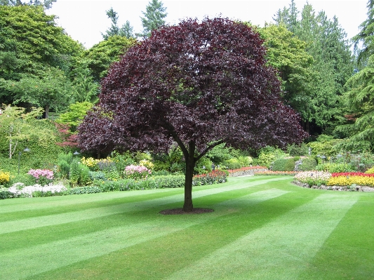 Foto árbol naturaleza césped planta