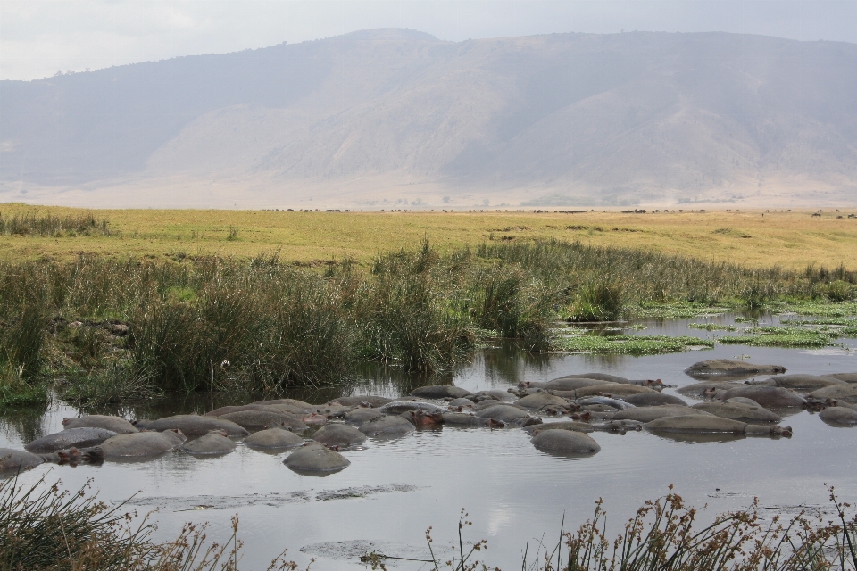 Landscape marsh swamp wilderness