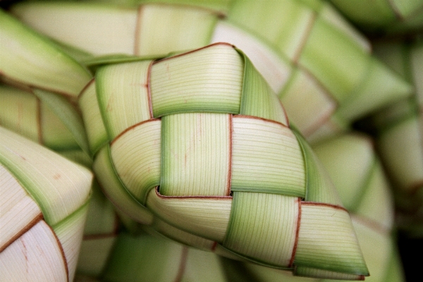 Foto Pianta frutta piatto cibo