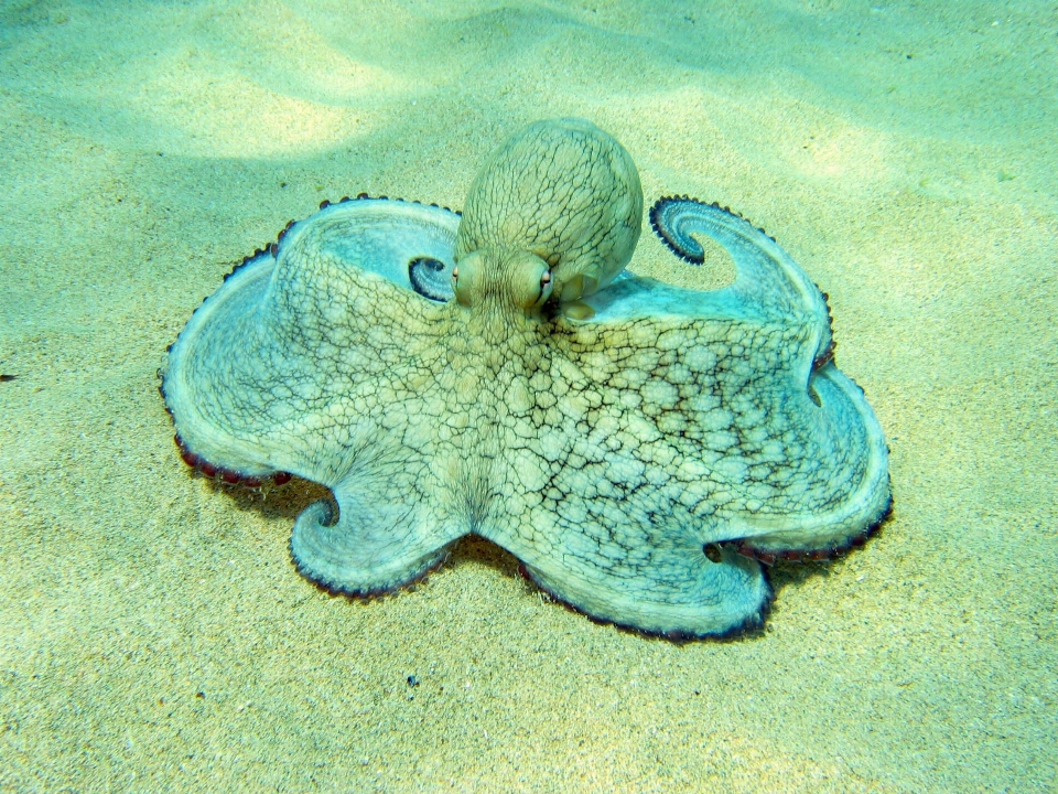 Bawah air makanan biologi laut