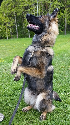 Dog mammal german shepherd vertebrate Photo