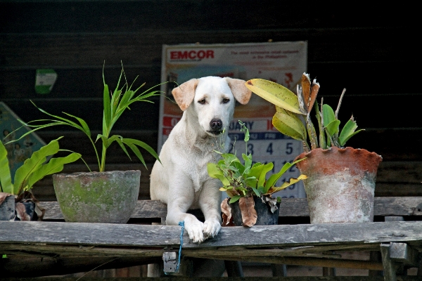 子犬 犬 かわいい 犬歯
 写真