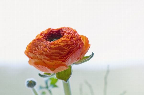 Blossom plant flower petal Photo