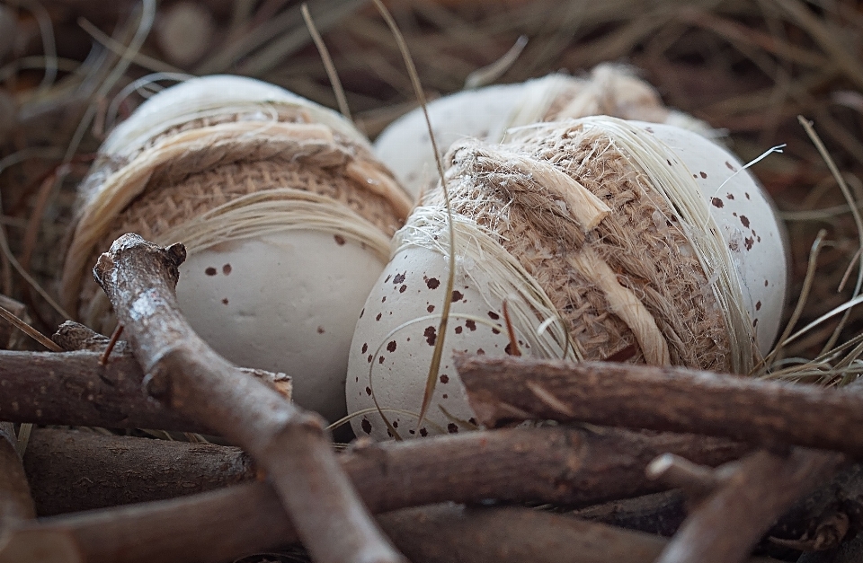 Pohon cabang kayu dekorasi