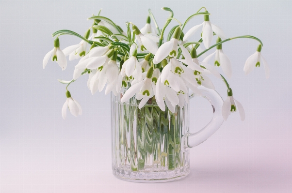 Anlage weiss blume frühling Foto