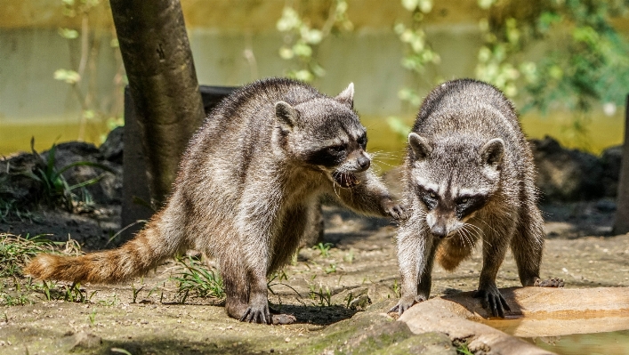 自然 森 荒野
 動物 写真