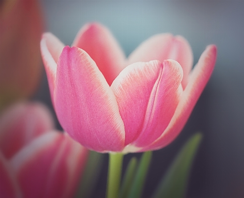 Blossom plant sweet flower Photo