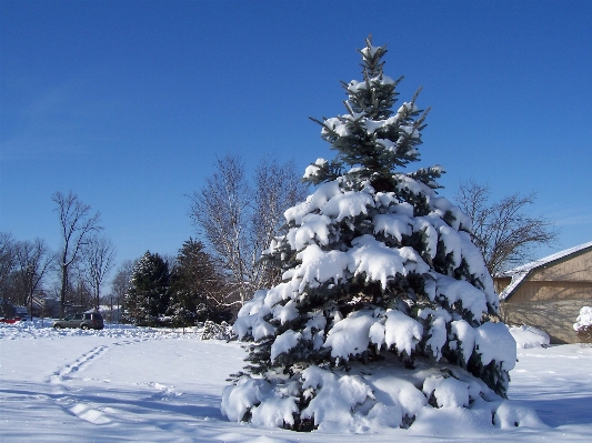 Foto Albero natura nevicare inverno