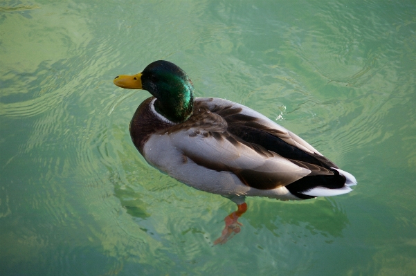 水 鳥 羽 野生動物 写真