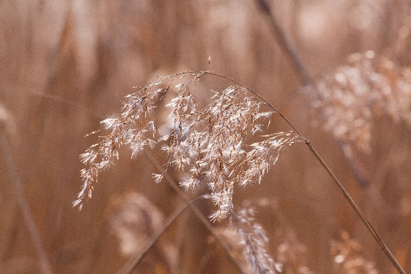 Tree nature grass branch Photo