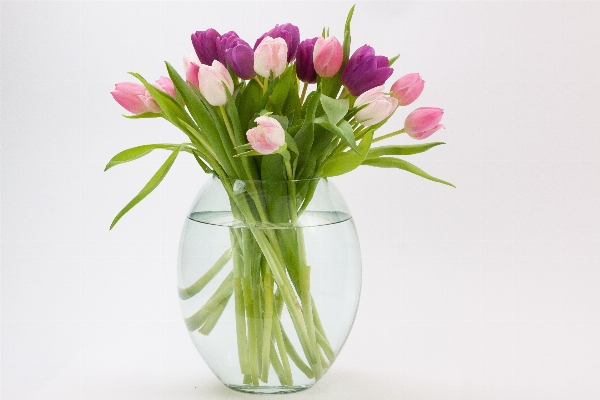 Blossom plant leaf flower Photo