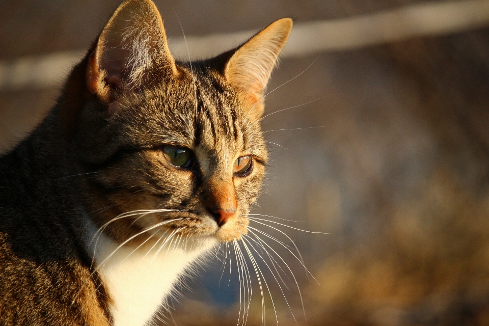 Gatinho gato mamífero fauna