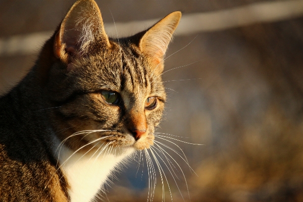 Foto Anak kucing mamalia fauna