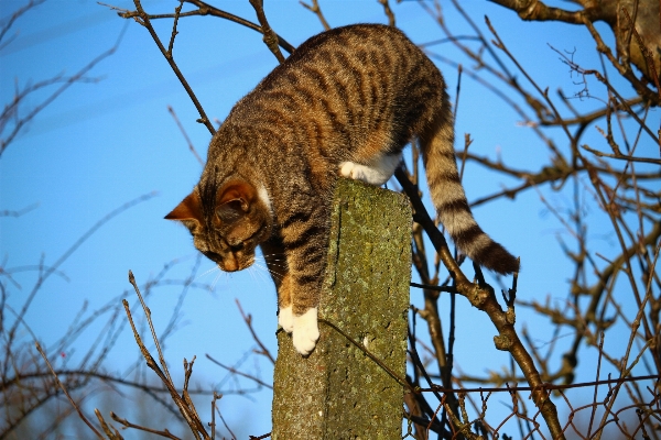 木 役職
 野生動物 子猫 写真