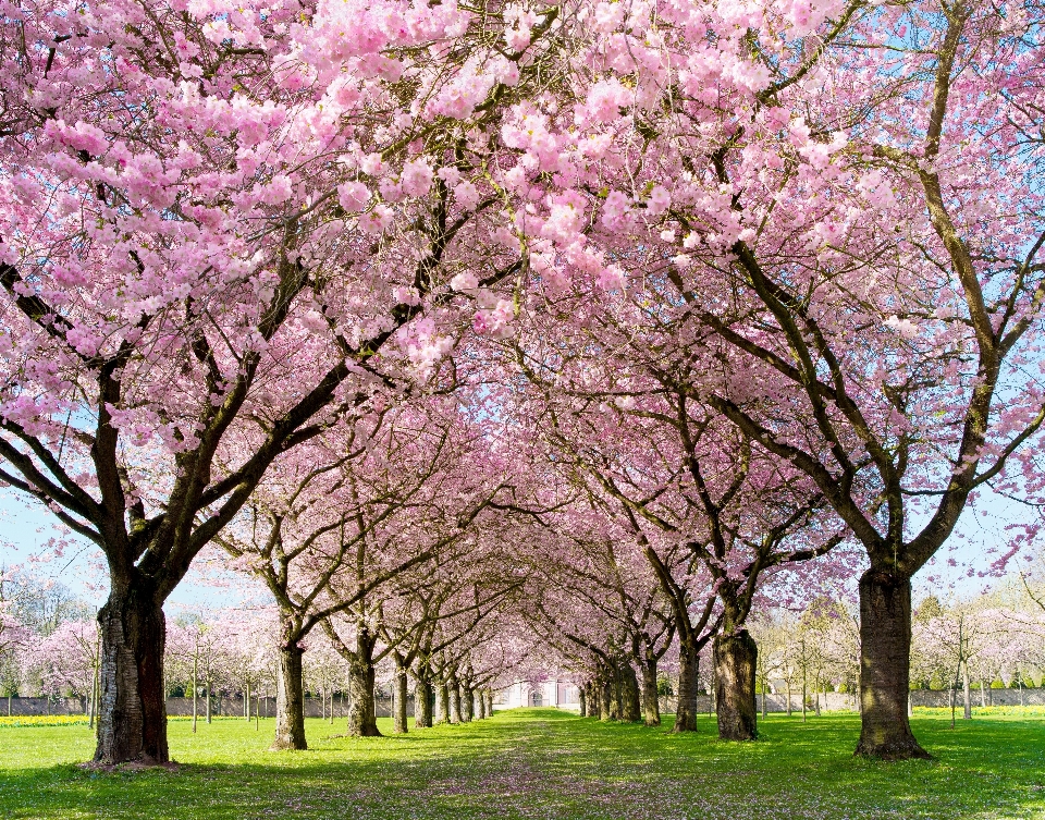 Baum zweig blüte offen