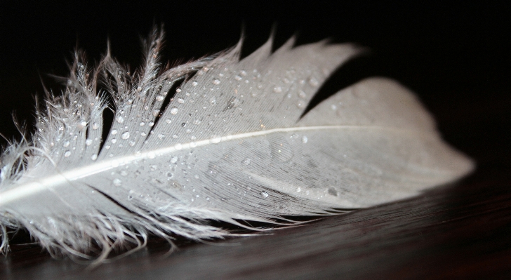 Bird wing white spring Photo