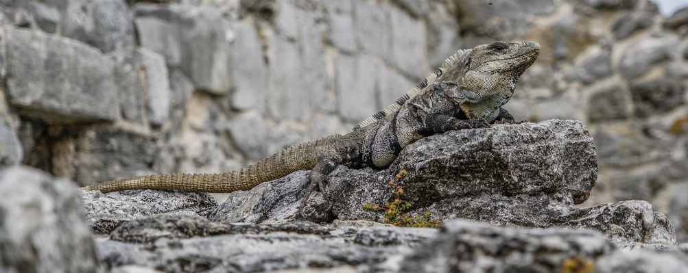 Photo Nature bifurquer animal faune