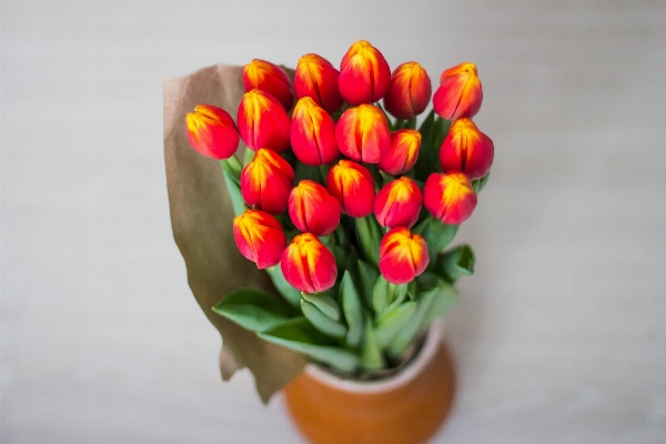 Nature plant flower petal Photo