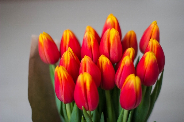 Nature plant flower petal Photo