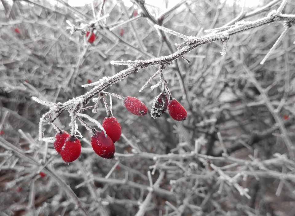 Arbre nature bifurquer neige