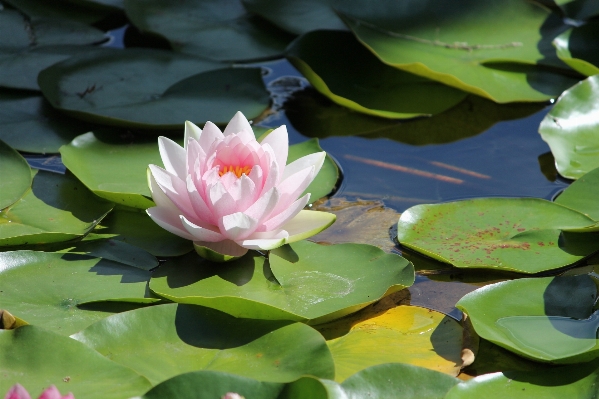 Water blossom plant white Photo