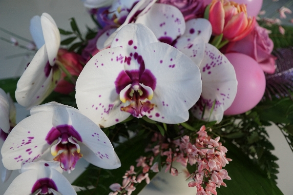 Blossom plant flower petal Photo