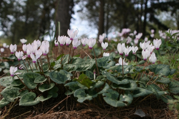 Foto Natura foresta all'aperto rock