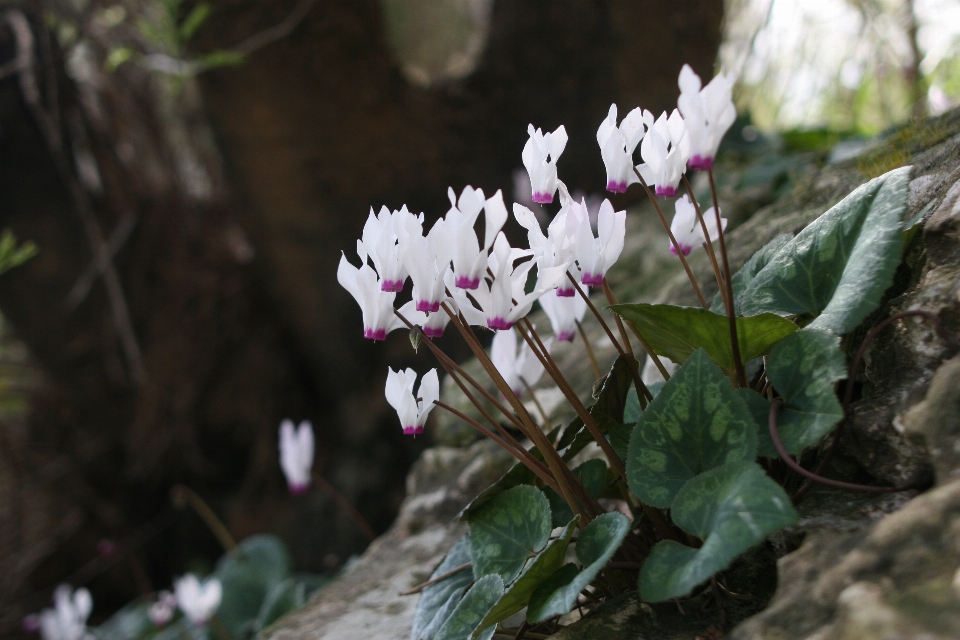 Natur wald draussen rock