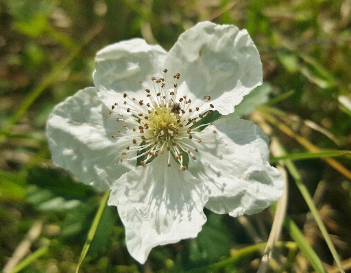 Zdjęcie Natura kwitnąć zakład kwiat