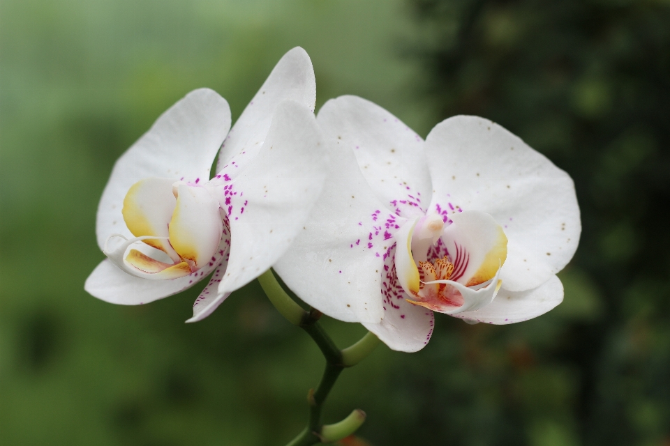 Natur blüte anlage fotografie