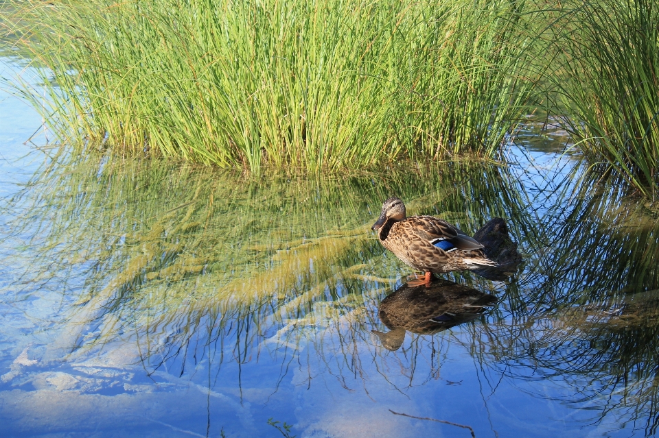 Wasser natur gras vogel