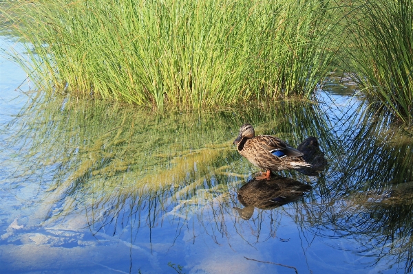 水 自然 草 鳥 写真