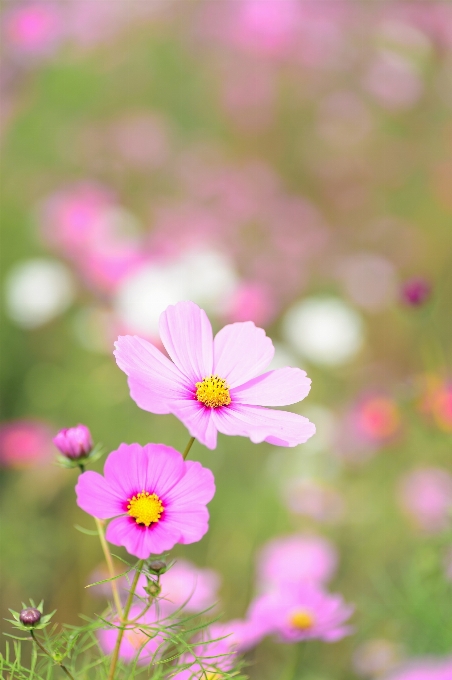 Blossom plant field meadow