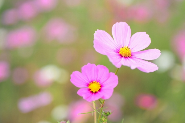 Blossom plant field meadow Photo