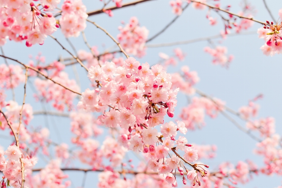 Branch blossom plant flower