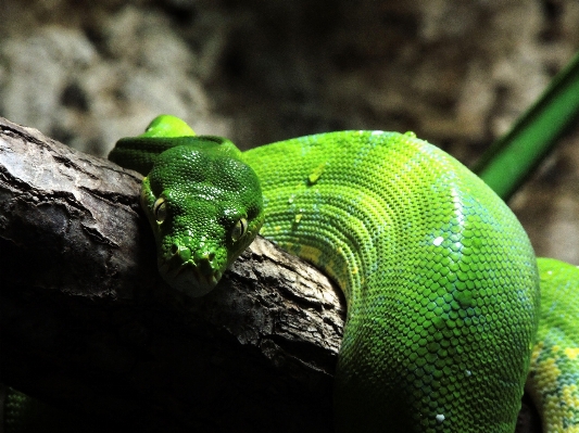 自然 野生動物 緑 密林 写真