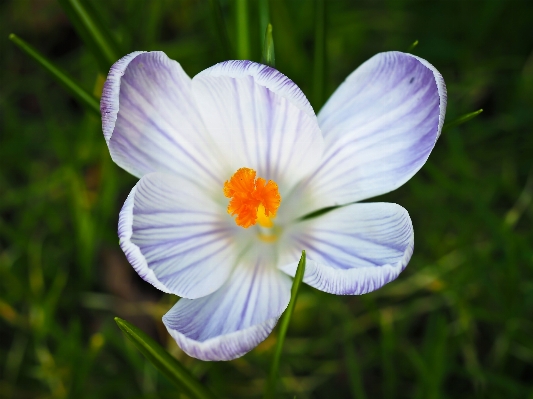 Foto Natura fiore pianta bianco