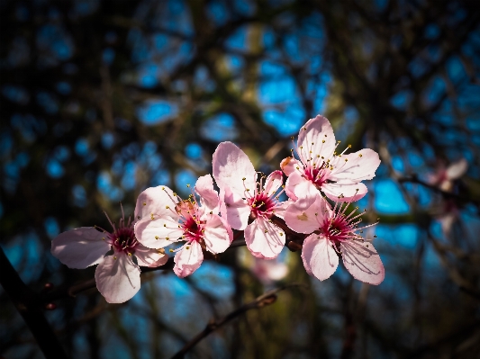 Tree nature branch blossom Photo