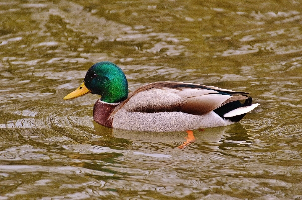 Water bird animal wildlife Photo