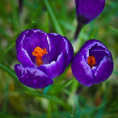 Nature blossom plant meadow Photo