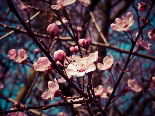 Tree nature branch blossom Photo