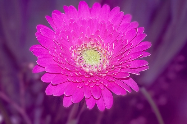 Blossom plant photography flower Photo