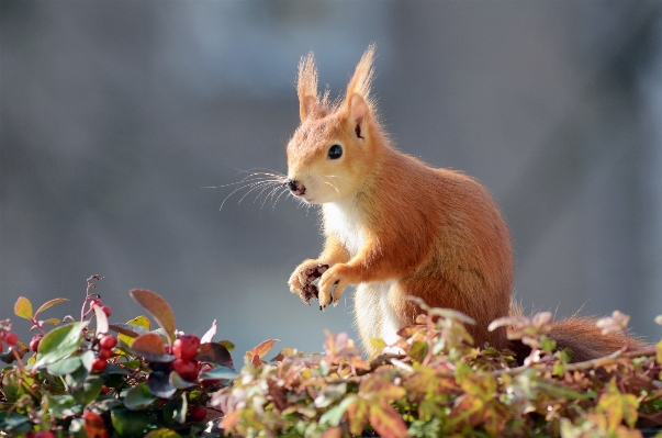 自然 ライト 植物 甘い 写真