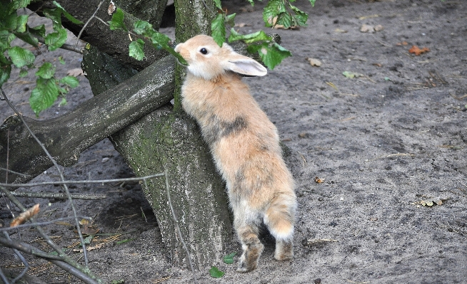 Photo Doux animal faune zoo